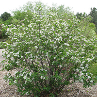 Flowering black chokeberry bush with white flowers.