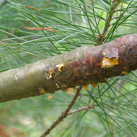 The branch of a white pine with orange spores