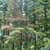 A white pine tree with dead top branches 