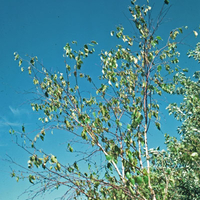 A birch with defoliated branches at the top