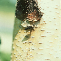 A blackish beetle on a birch bark