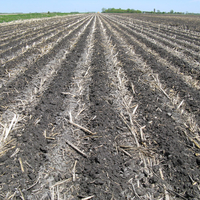 Plowed field with alternating rows of plowed soil and crop residue.
