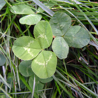 Several leaves of white clover within a lawn.