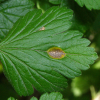 dark indented spot with yellow rim on the front of a leaf