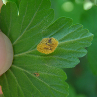 cluster of yellow spores on the back of a leaf