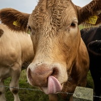 A close up of a brown cow licking his nose. 
