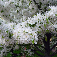 Branches of white flowers on a crabapple tree.