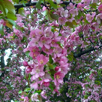 Pink blossoms on a crabapple tree.