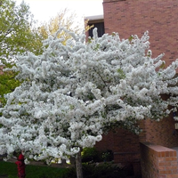 Flowering crabapple tree with white blossoms.