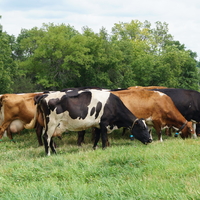 dairy cows of different colors grazing on grass in a pasture next to trees
