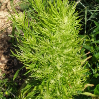 tall, spindly green plant with spiked light green growths