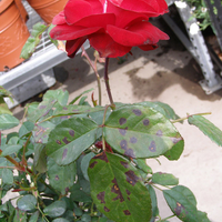 rose plant with red rose flower and dark spots and blotches on leaves
