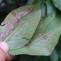 large brown blotches with white powdery areas on the back of two leaves held in a person's fingers