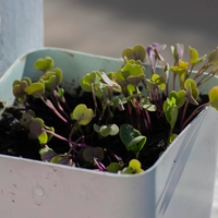 A close up of microgreens in a small white square planter.