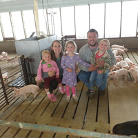 Family with young children are in the swine barn with pigs