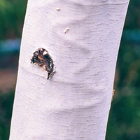 Brownish wound on the bark of a birch with some wavy ridges visible under the bark