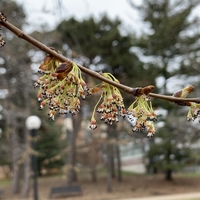 Close up of the tiny flowers of an American elm. The flowers are hanging in clusters from light green stalks, with no petals, white stamens that are longer than the calyx, and dark brown stamen tips. 