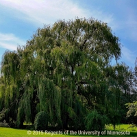 Large weeping willow tree.