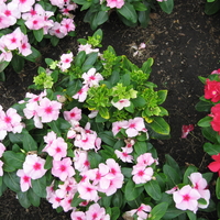 light pink small flower plants next  to plants with red flowers