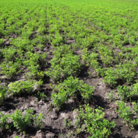 patchy alfalfa stand