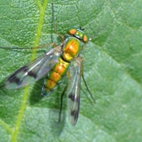 a yellow bodied flying insect with translucent wings with black stripes.