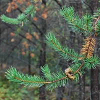 End of a jack pine branch showing needles that are beginning to brown