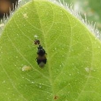 black insect and greenish yellow insects on underside of a leaf.