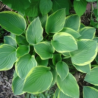 Hosta with green leaves edged in chartreuse 