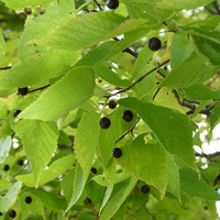 Round, dark-colored fruit of common hackberry.
