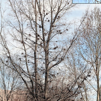 A common hackberry tree without leaves in winter showing short, twig-like clumps of witches broom.