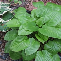 Shiny green-leaved hosta with variegated hosta to side.