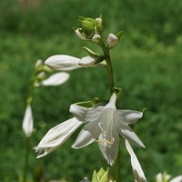 A long stem with many large white bell-shaped flowers. 