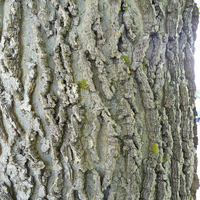 The corky and ridged gray bark of a common hackberry tree.