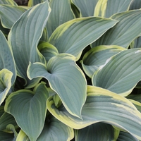 Gray-green hosta leaves edged in pale yellow