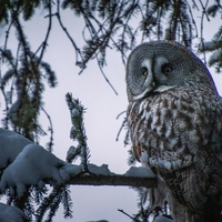 A close up of an owl sitting in a snow covered tree
