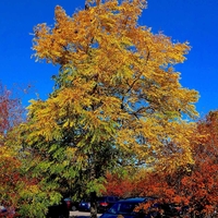 Kentucky coffeetree with bright colored leaves in fall.