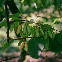 A. polygama kiwiberries on the vine.