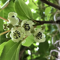 Flower cluster of male A. arguta on a branch.