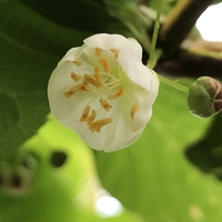 Kiwiberry flower