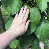 Adult hand on top of large kiwiberry leaf.