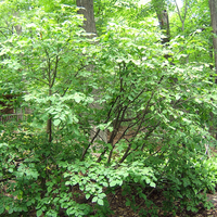 Leatherwood shrub