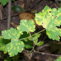 Yellow leaf spots on green leaves