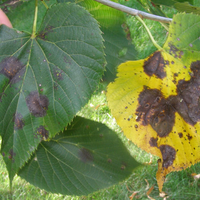 dark blotches on leaves on a tree. one leaf is yellow with blotches
