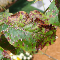 close up of on leaves with brown spots with white centers and wilted areas on a stem outside