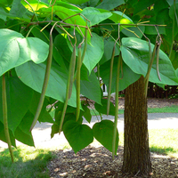 Catalpa seed pods on the tree.