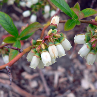 White, bell-shaped flowers on a blueberry bush.