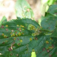 dark brown and yellow spots on leaves