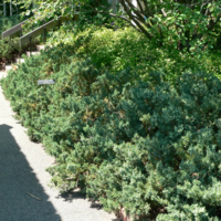 A slope covered in an evergreen groundcover along a sidewalk. Stairs go up the slope topped by other groundcovers and several shrubs.