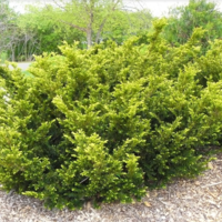 A large spreading bright green evergreen in a mulched bed with other like it, and with woodland and paths in the background.