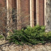 Dark green evergreen shrub growing beside a deciduous shrubs and tall tree trunk in front of a brick building.